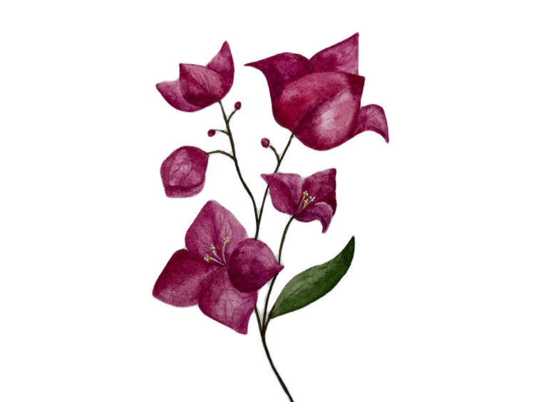 Yazın en güzel hatırası, Begonvil...